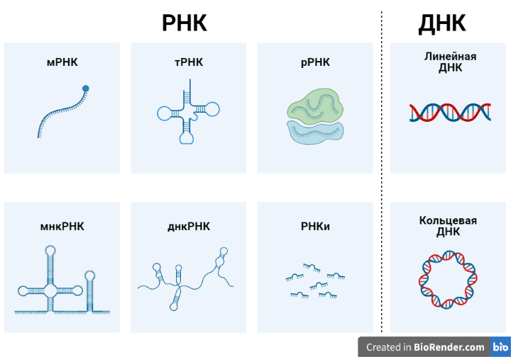 Рисунок 2. Разнообразие ДНК и РНК в человеческом организме