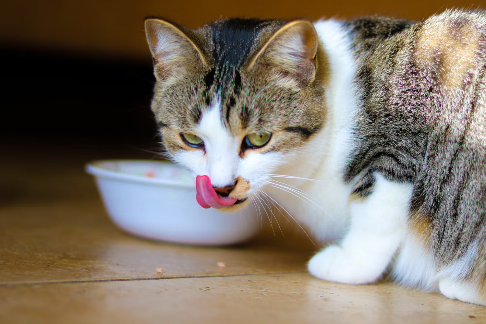 Разноцветный кот ест корм и облизывается (https://unsplash.com/photos/_FlMYRBExBk)
