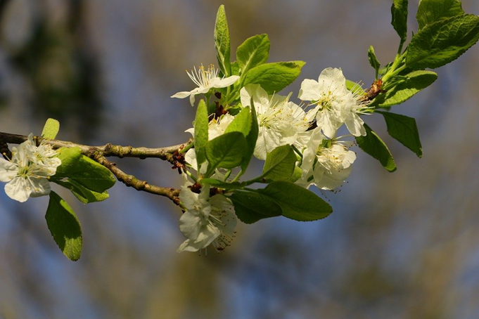 https://pixabay.com/photos/plum-blossom-blossom-bloom-3339727/