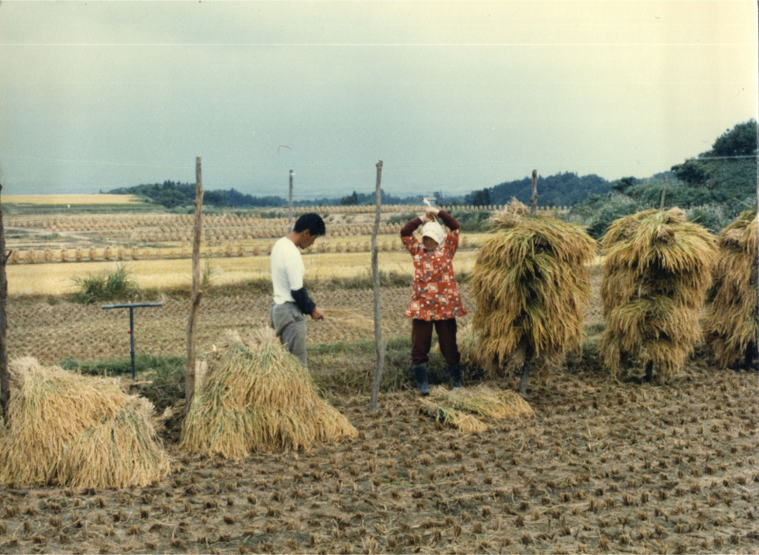 Японские фермеры обрабатываютт рис, 1950-е годы