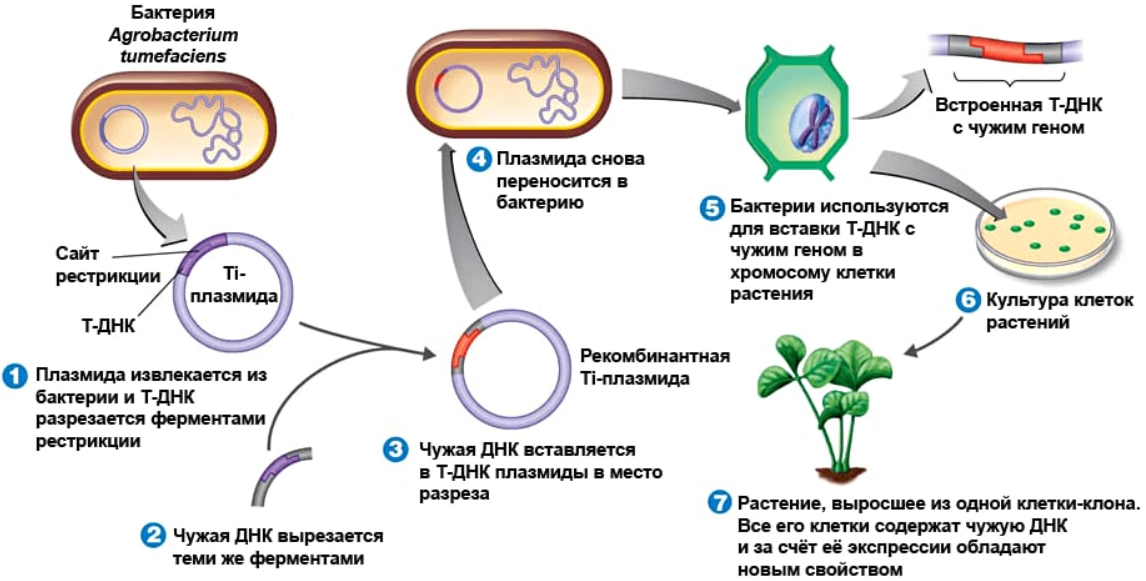 Использование генетической трансформации при выведении ГМО-растений