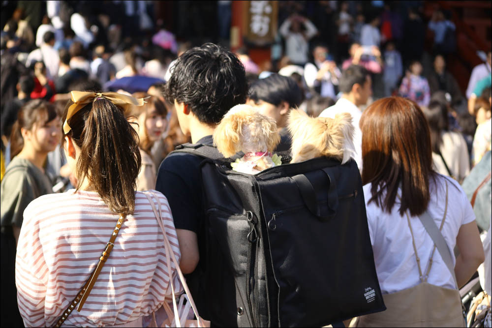 Япония: страна настолько здравого смысла, что он для нас местами иррационален