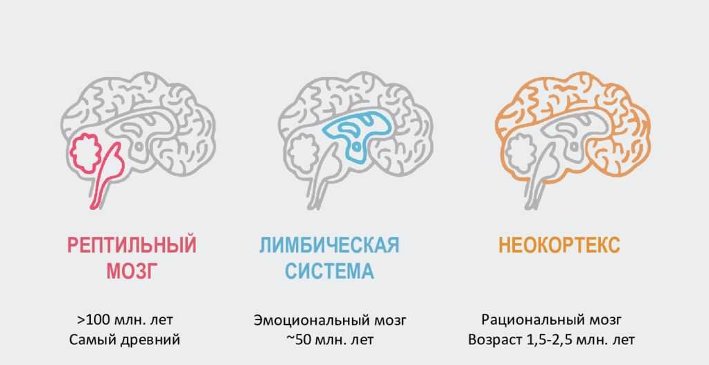 Виды мозга. Лимбический и рептильный мозг. Рептильный мозг неокортекс. Неокортекс и лимбическая рептильный мозг. Строение мозга рептильный лимбический неокортекс.