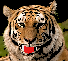  Fig.4 Голова тигра с раскрытым ртом  