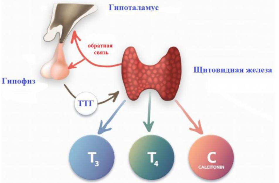 Схема выработки гормонов щитовидной железы. Схема образования гормонов щитовидной железы. Регуляция образования гормонов щитовидной железы. Гормоны щитовидной железы ТТГ.
