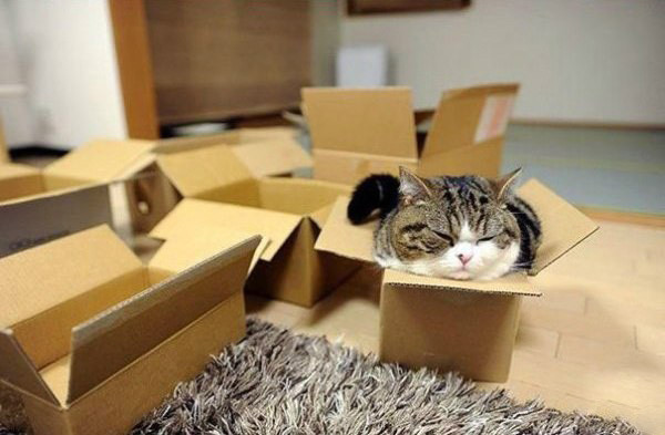 Почему кошки так любят коробки / Хабр