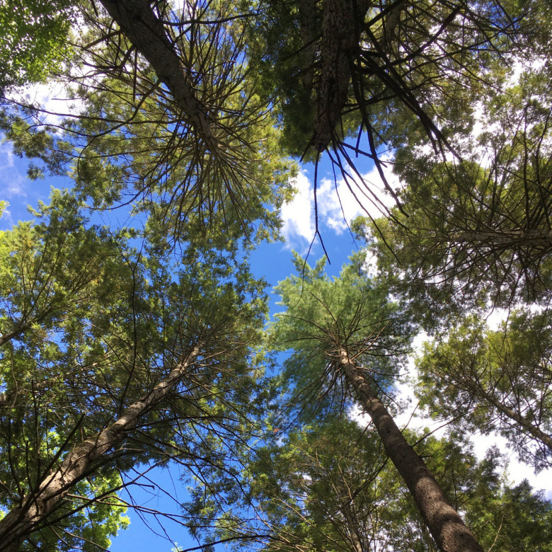 Все люди одинаковые как деревья в лесу Все люди одинаковые как деревья в лесу