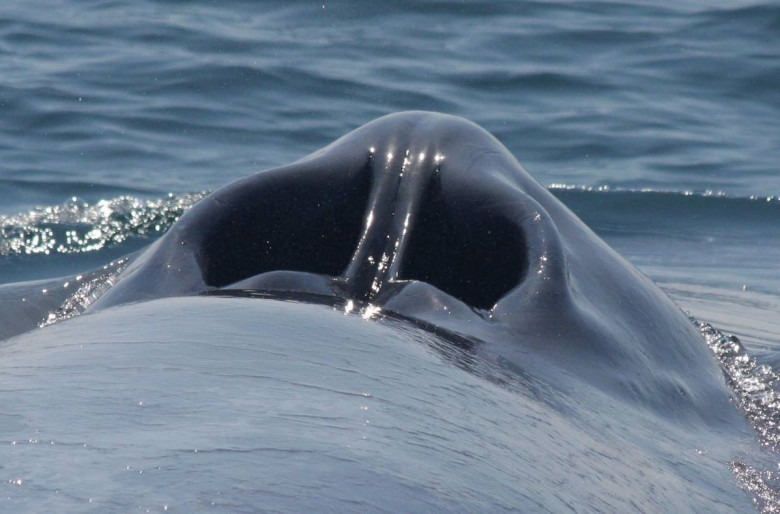 Маленький секрет большого сердца: первая в истории кардиограмма синего кита  / Хабр