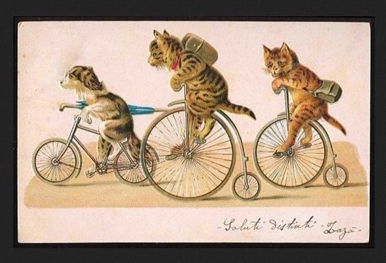 котики и велосипеды