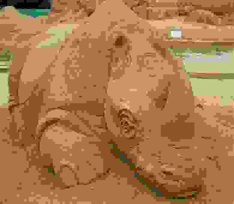 Песчаная фактура кожи носорога, делает ее очень похожей на настоящую