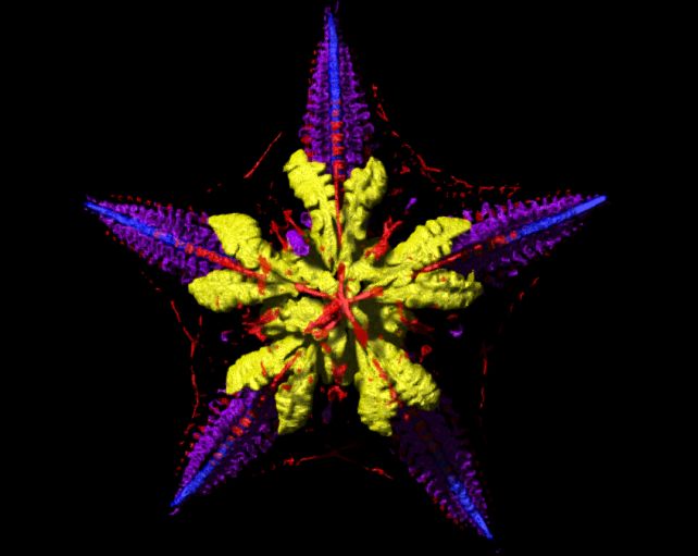 Микротомограмма морской звезды с изображением пищеварительной системы (жёлтый цвет), нервной системы (синий цвет), мышц (красный цвет) и водной сосудистой системы (фиолетовый цвет).