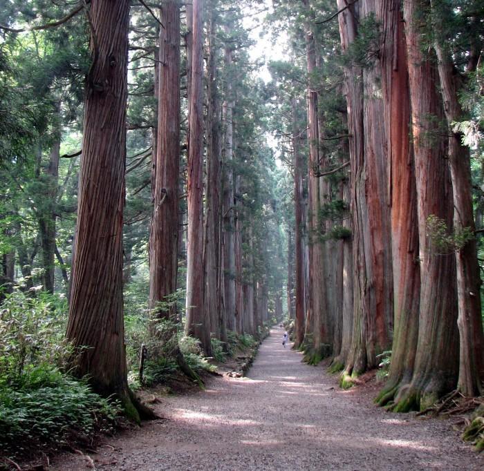 Японские кедры, растущие вдоль дороги к храму Тогакуси в Нагано в Японии, могут жить несколько тысяч лет. Их годичные кольца отражают количество углерода-14, которое содержалось в них во время формирования, кроме тех атомов, которые подверглись радиоактивному распаду. Такие же деревья раскрыли тайну солнечной бури 774–775 годов: бури, которая, возможно, была даже более мощной, чем знаменитое событие Кэррингтона 1859 года