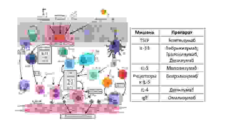 Рисунок 1. Мишени и компоненты патогенеза астмы [Gandhi F., S.-P. N. Haydée, G.-S. Lizbeth et al., Neuroimmune Pathophysiology in Asthma. Front Cell Dev Biol. 2021; 9: 663535].