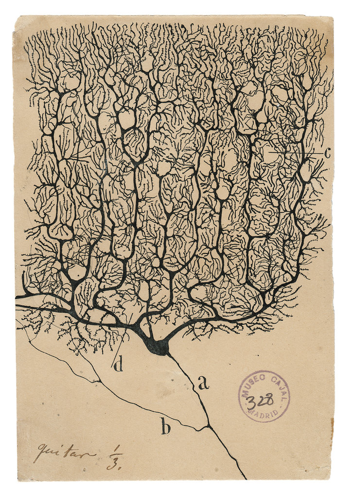 Сантьяго Рамон-и-Кахаль еще очень красиво рисовал (Wikimedia Commons)