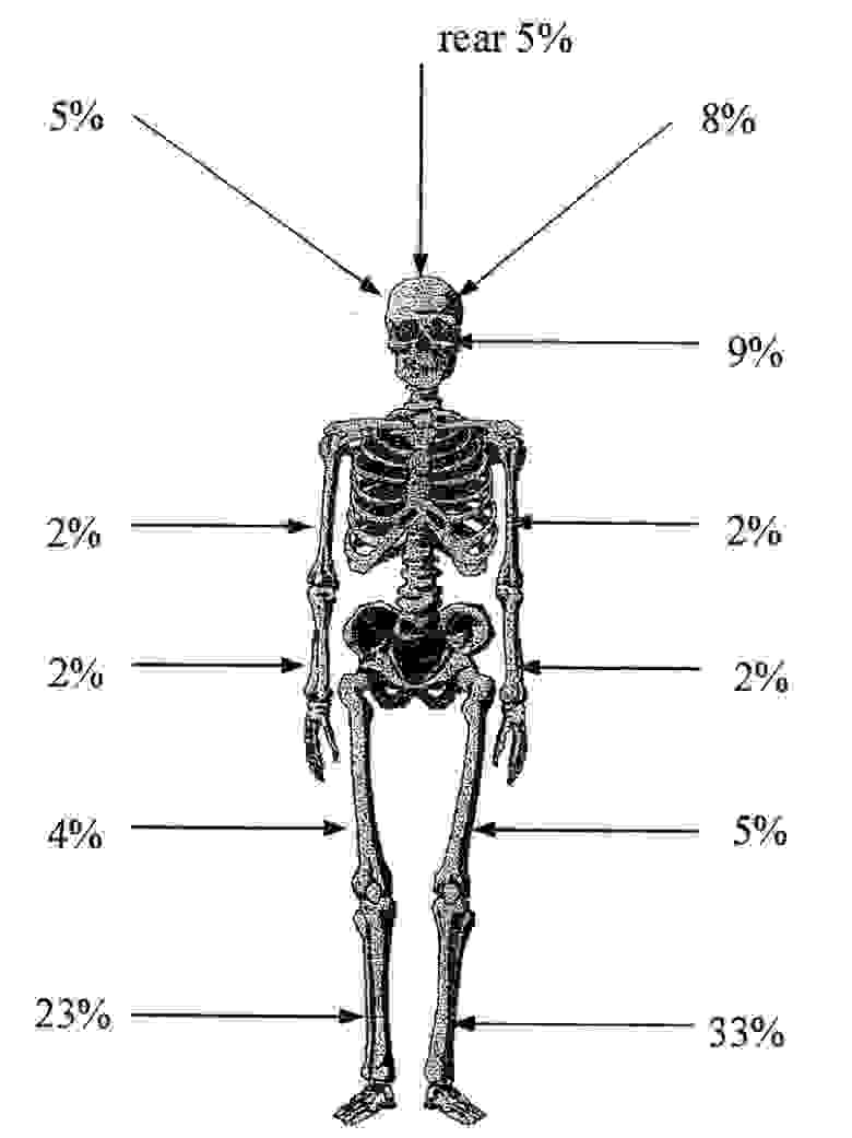 Иллюстрации скелетов с процентами приводятся по диссертации Мацке [5]