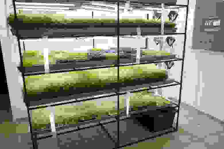 Выращивание микрозелени в стеллажной системе. Белые полоски — это липучки для удаления редких непрошенных гостей. В помещении поддерживается чистота, но если какой мотылек залетит — он рано или поздно прилипнет (тестовая площадка LedFarm.by)