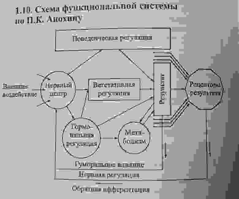 Функциональная система, согласно П.К.Анохину, которая формируется для достижения полезного для организма приспособительного результата.