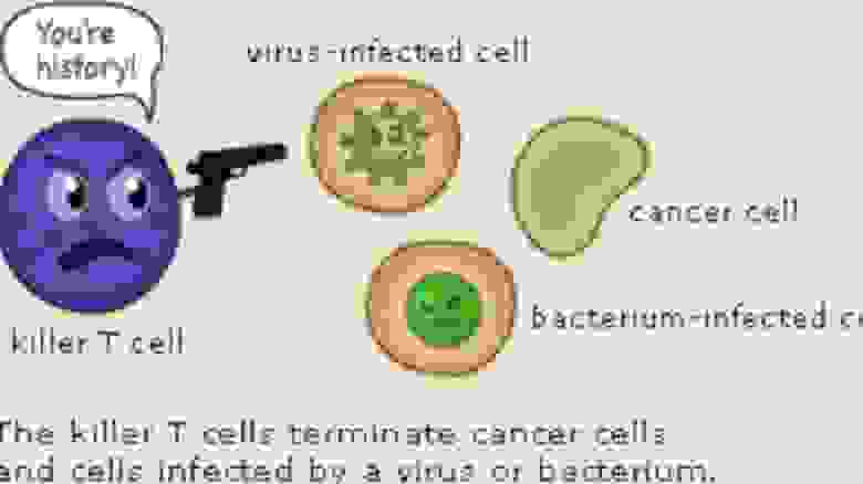 Т-киллер умеет "работать" как с вирусами и бактериями, так и с раковыми клетками
