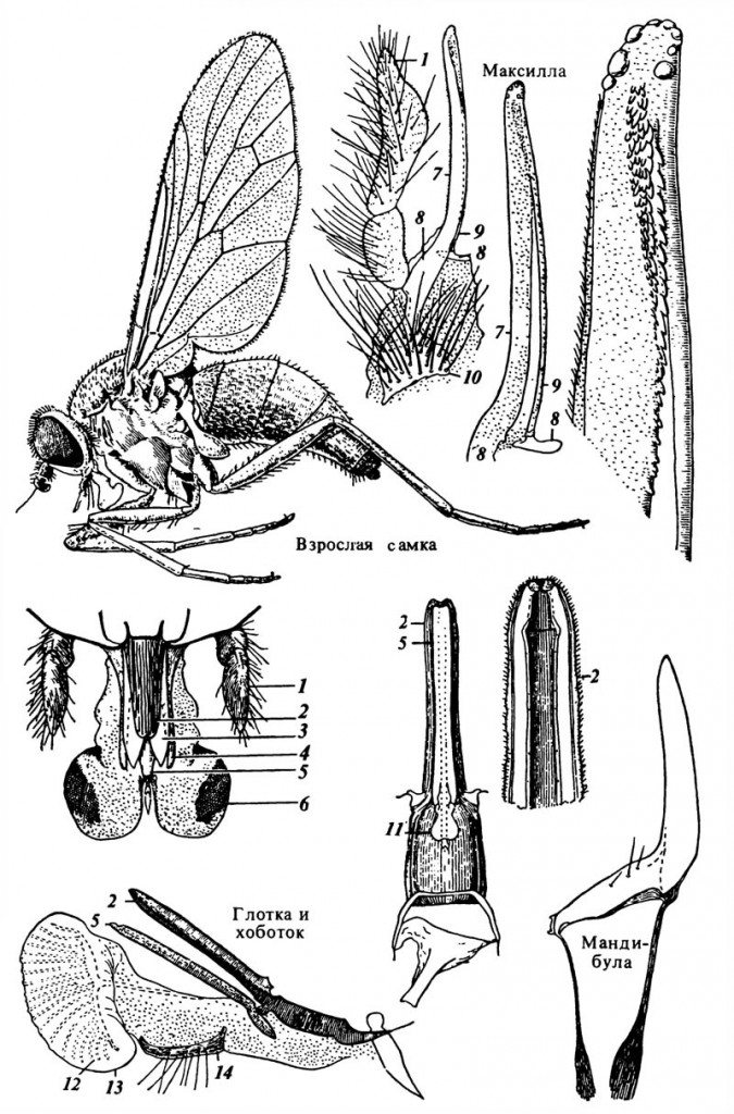Ротовой аппарат мухи Symphoromyia atripes (Rhagionidae) как пример режуще-сосущего типа 1 — максиллярный щупик; 2 — эпифаринкс; 3 — мандибула; 4 — максилла, 5 — гипофаринкс; 6 — нижняя губа; 7 — галеа; 8 — стипес; 9 — лациния; 10 — кардо; 11 — ротовое отверстие; 12 — псевдотрахеи, 13 — оральный диск, 14 — тека.