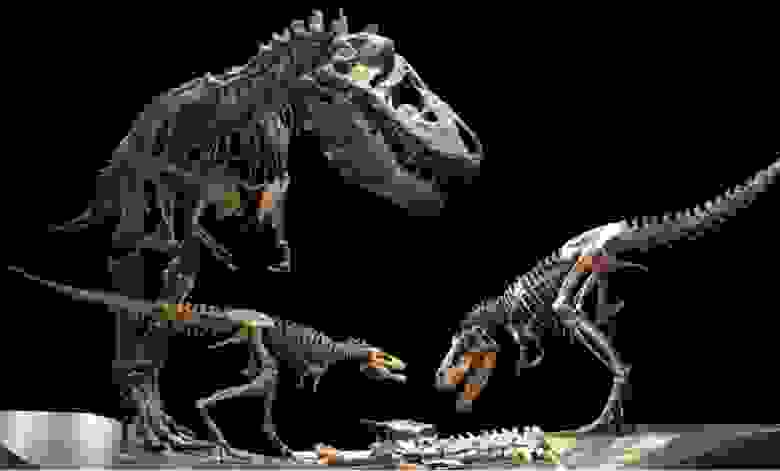 (Рис.8) Разные уровни длин голени не говорят, что это разные виды динозавров