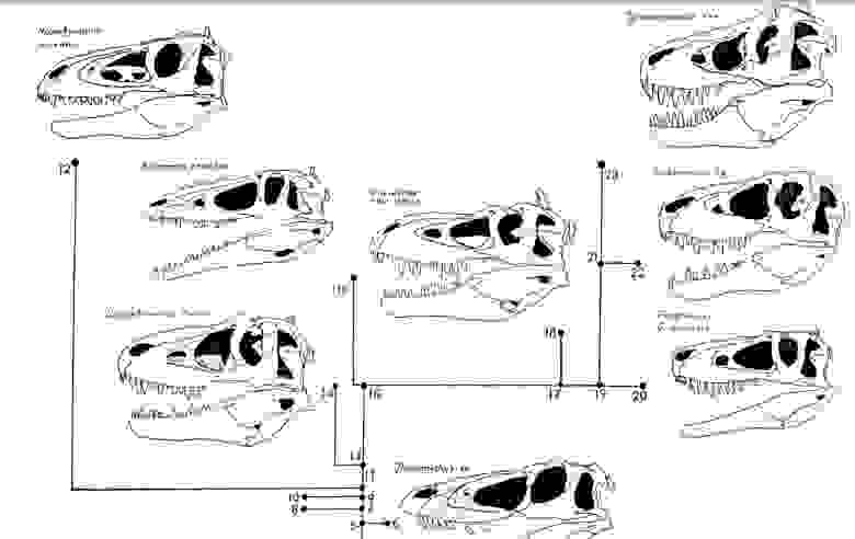 Сравнение различных черепов тираннозавроидов из исследования Баккера и Карри 1988-го года.  