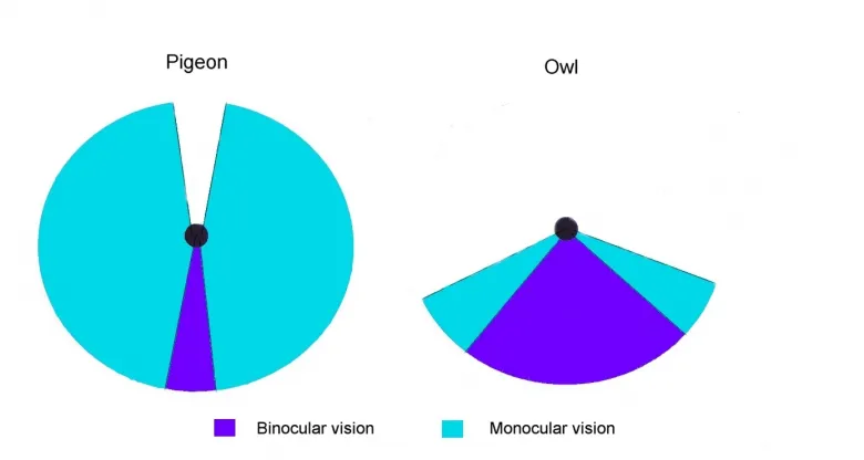 Разница между круговым монокулярным и фронтальным бинокулярным зрением на примере голубя и совы
