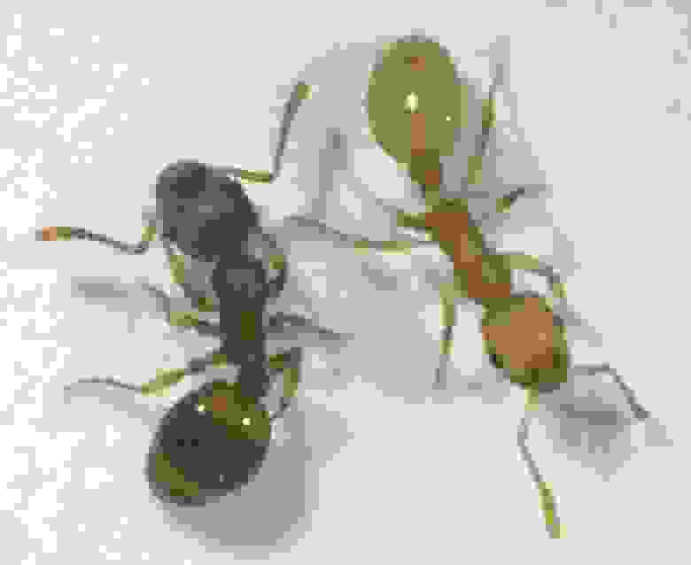 Здоровый коричневый и инфицированный желтый муравей Temnothorax nylanderi. Фото ©: Susanne Foitzik