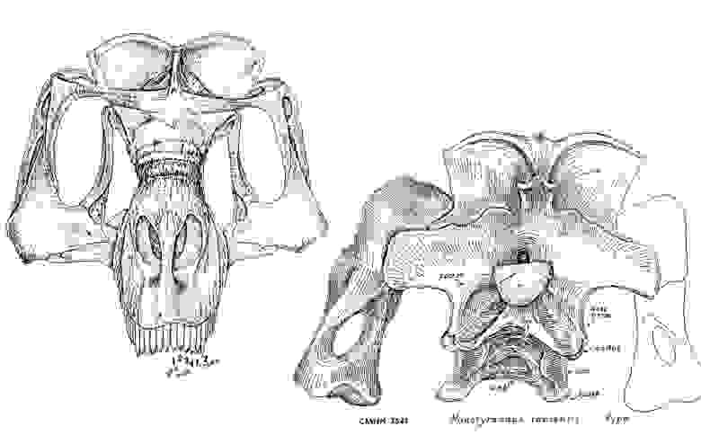 (Рис.3) Анализ черепа натотираннуса из того же исследования