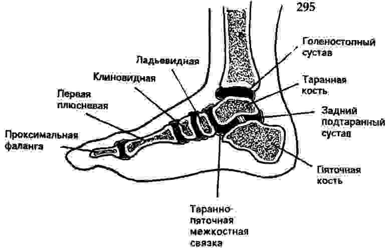 Упрощенная анатомия стопы