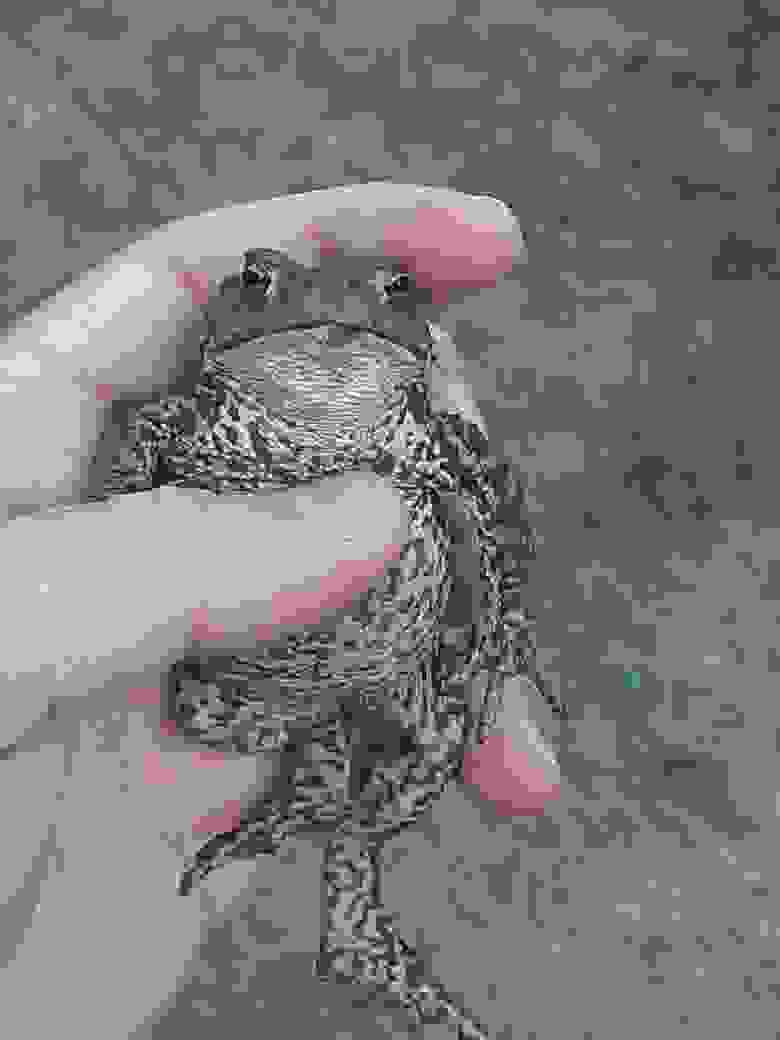 Серая жаба пойманная в районе обитания ктырей. Личное фото автора.
