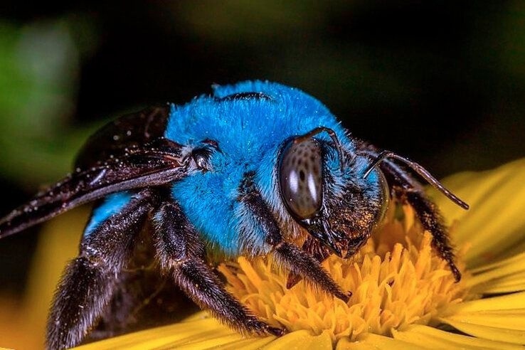 Это не фотошоп. Это Xylocopa caerulea — голубая пчела-плотник, обитающая на юге России. А есть еще бриллиантовая, и изумрудная пчела-плотник, правда, уже в Австралии)