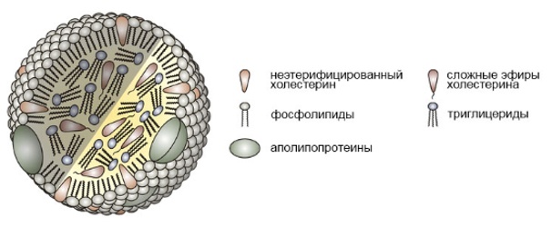 Липопротеины. Холст, масло Липопротеины. Холст, масло