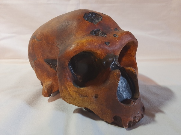 Слепок черепа неандертальца из Ла Шаппель-о-Сен.
