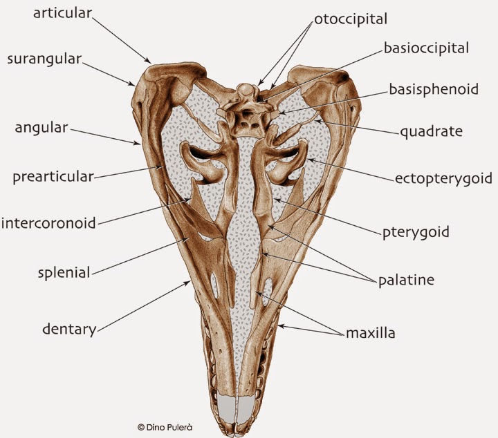 (Рис. 4. ) Анализ по Карру можно посмотреть здесь: http://tyrannosauroideacentral.blogspot.com/2013/09/osteology-vi-craniomandibular-skeleton.html