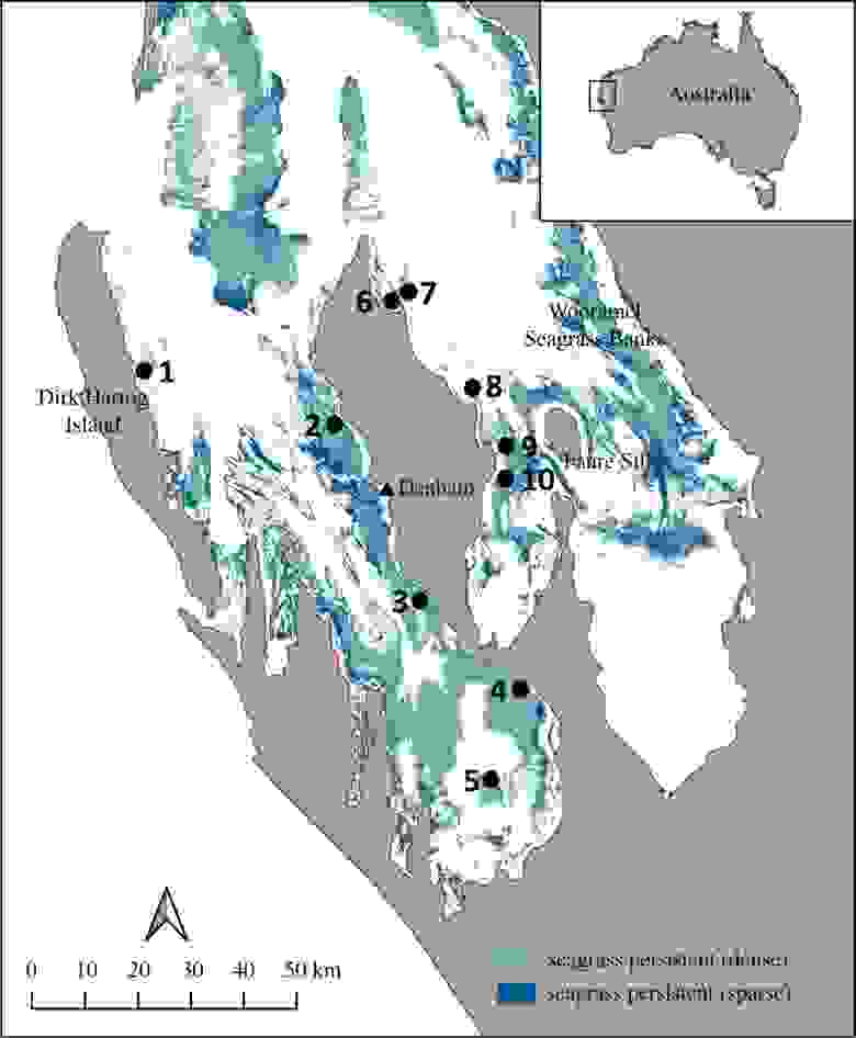 Карта залива Шарк, Гатаагуду, Западная Австралия. Распределение устойчивого растительного покрова (плотного и редкого) в 2016 г. Места отбора проб Posidonia australis на лугах в западной части залива (1, Сэнди-Пойнт, остров Дирк-Хартог; 2, Мидл-Блафф; 3, лагерь Фаулерс; 4, залив Нанга; 5, остров Уайт) и восточной части залива (6, Геральд-Байт; 7, Гишено-Пойнт, 8, Манки Миа, 9, Дюбо-Пойнт, 10, Фор Силл).