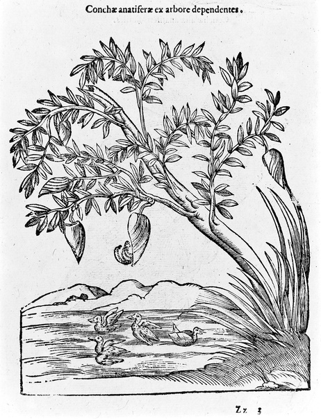 Дерево морских уточек из книги Альдрованди.