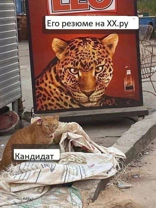Типичная ситуация на созвоне HR и неуловимого специалиста при найме