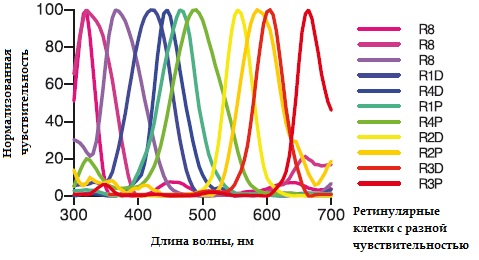 Рис.5. Основные каналы цветового спектра восприятия рачков-богомолов, представленные различными ретунулярными клетками.