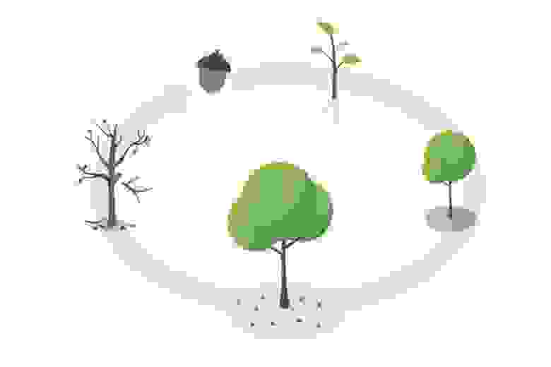 (С) https://ecotree.green/en/blog/the-life-cycle-of-a-tree