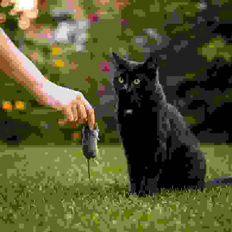 Себя уже приручили, коты еще в процессе Себя уже приручили, коты еще в процессе