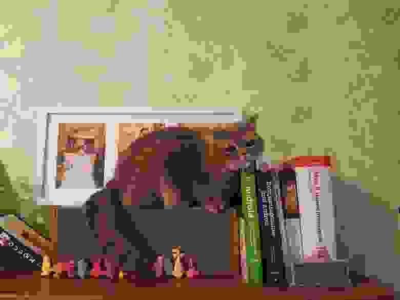 Книги по кодингу и кот — джентльменский набор программиста Книги по кодингу и кот — джентльменский набор программиста