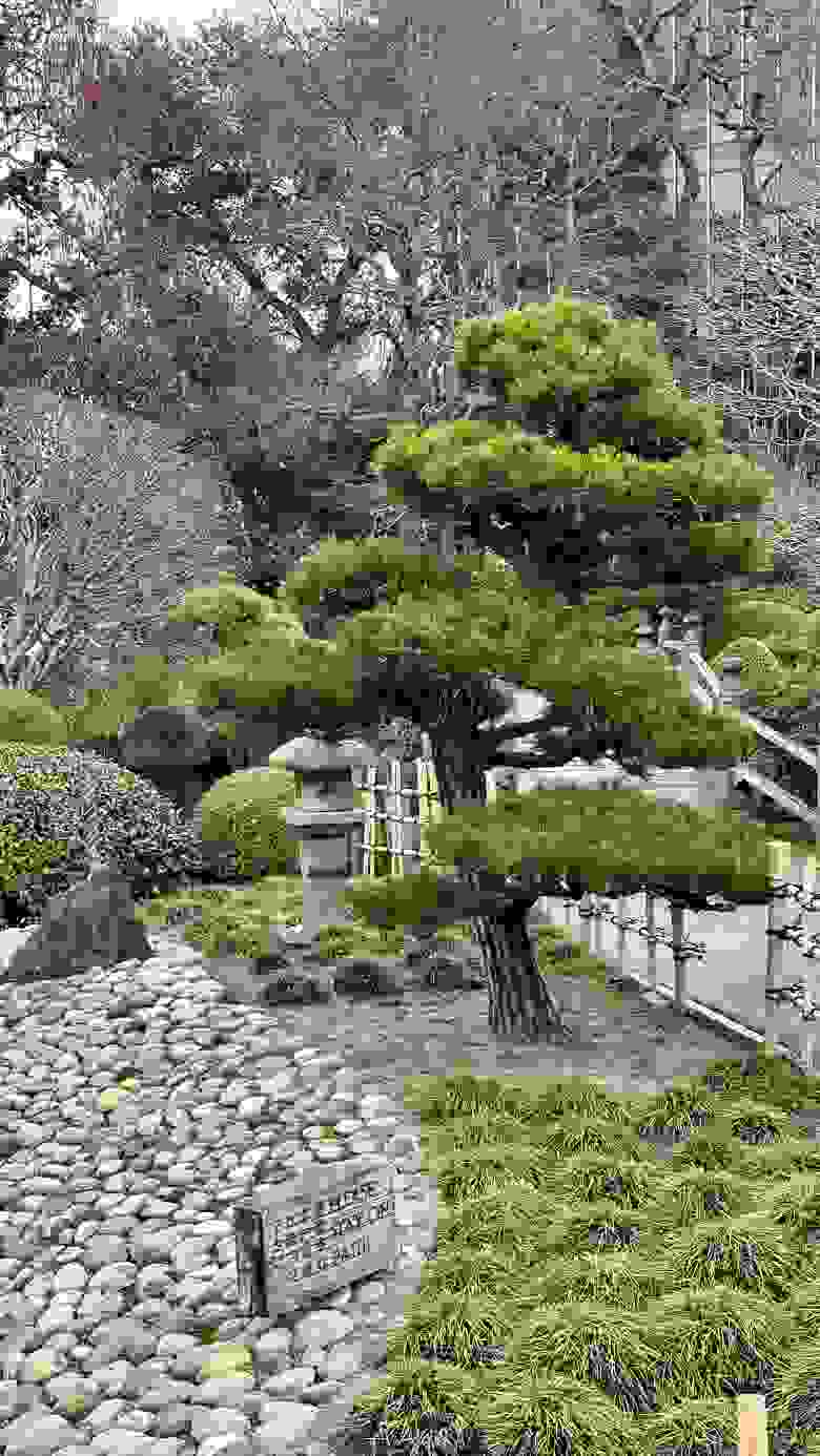 Японский сад в центральном парке Сан Матео