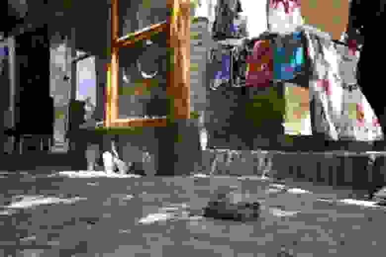 Этим фото проиллюстрировали новость журналисты из Frank RG, и я просто не могу не привести его здесь (потому что ЧЕРЕПАШУЛЯ) Этим фото проиллюстрировали новость журналисты из Frank RG, и я просто не могу не привести его здесь (потому что ЧЕРЕПАШУЛЯ)