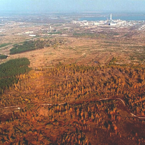 рыжий лес, 1995 год