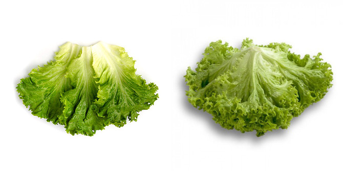 Угадайте, где какой салат? Подсказка: слева - Латук, а справа - Лугано