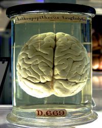 Мозг шимпанзе в лондонском музее науки