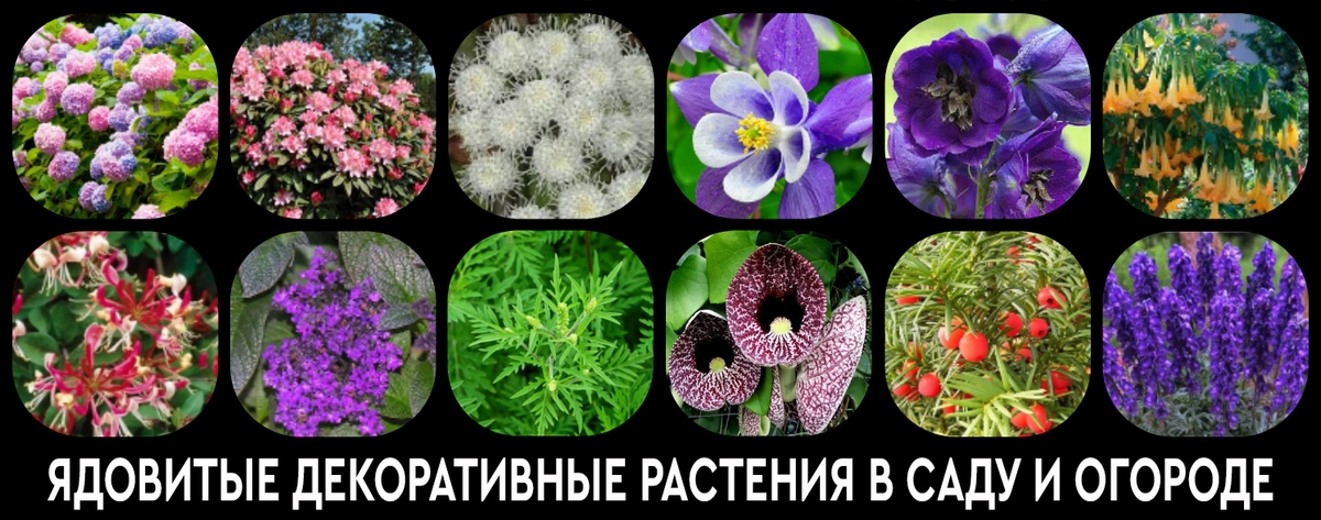 Ядовитые Цветы В Саду Фото И Названия
