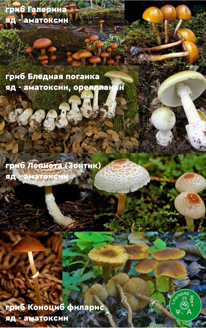 Засолка грибов свинушек - пошаговый рецепт с фото на fitdiets.ru