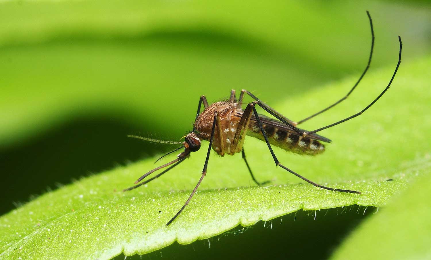 Кровосос-гурман: почему одни люди привлекают комаров сильнее других
