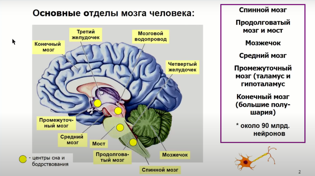Самый маленький отдел головного мозга. Функции промеж мозга. Какой отдел мозга управляет дыханием. Нейрофизиология мозг схема. Шестой отдел мозга в будущем.